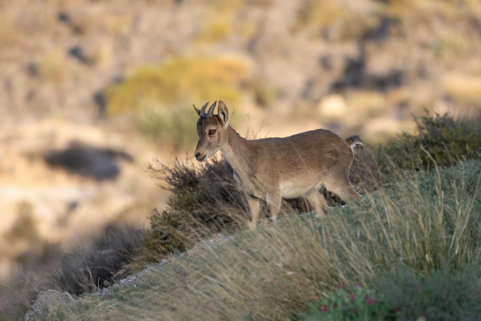 Cortijo El Albaricoque De La Sierra - De 75 Hectareas ! Níjar