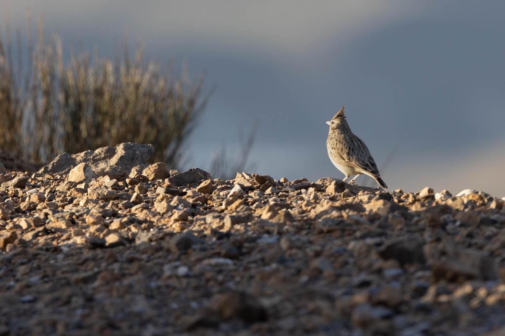 Vil·la Cortijo El Albaricoque De La Sierra - De 75 Hectareas ! Níjar